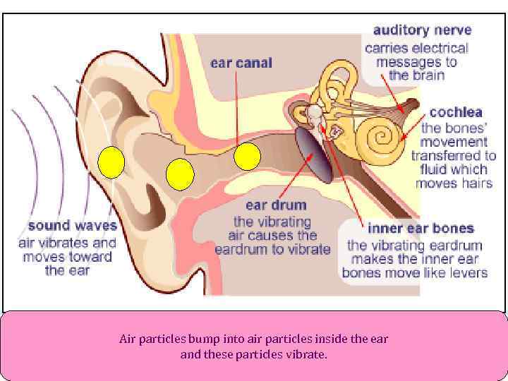 Air particles bump into air particles inside the ear and these particles vibrate. 