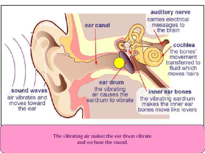 The vibrating air makes the ear drum vibrate and we hear the sound. 