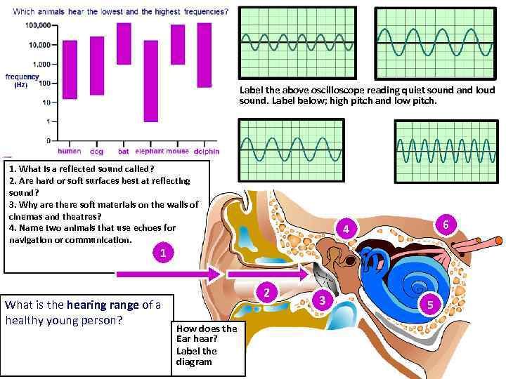 Label the above oscilloscope reading quiet sound and loud sound. Label below; high pitch