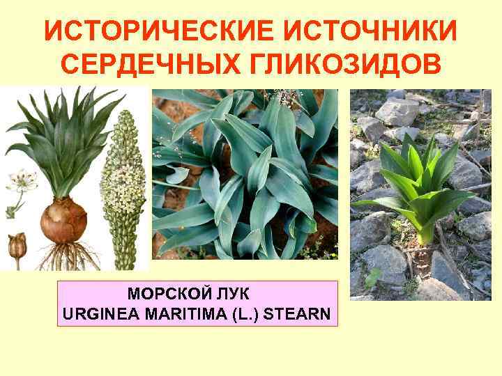 ИСТОРИЧЕСКИЕ ИСТОЧНИКИ СЕРДЕЧНЫХ ГЛИКОЗИДОВ МОРСКОЙ ЛУК URGINEA MARITIMА (L. ) STEARN 