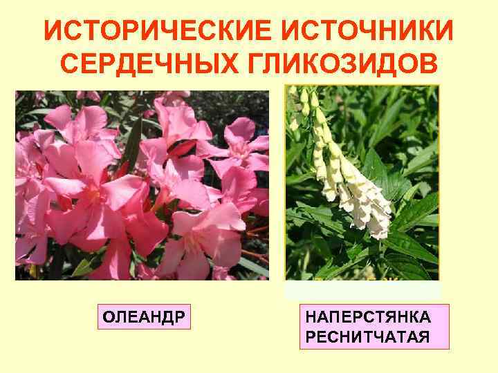 ИСТОРИЧЕСКИЕ ИСТОЧНИКИ СЕРДЕЧНЫХ ГЛИКОЗИДОВ ОЛЕАНДР НАПЕРСТЯНКА РЕСНИТЧАТАЯ 