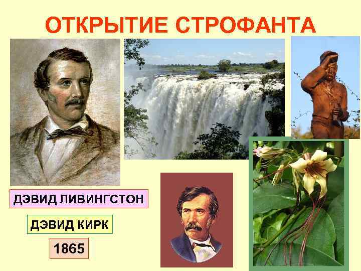 ОТКРЫТИЕ СТРОФАНТА ДЭВИД ЛИВИНГСТОН ДЭВИД КИРК 1865 