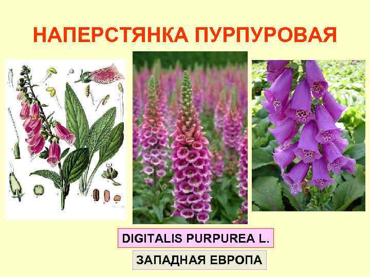 НАПЕРСТЯНКА ПУРПУРОВАЯ DIGITALIS PURPUREA L. ЗАПАДНАЯ ЕВРОПА 