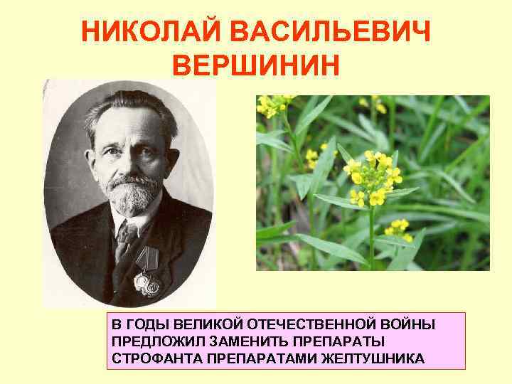 НИКОЛАЙ ВАСИЛЬЕВИЧ ВЕРШИНИН В ГОДЫ ВЕЛИКОЙ ОТЕЧЕСТВЕННОЙ ВОЙНЫ ПРЕДЛОЖИЛ ЗАМЕНИТЬ ПРЕПАРАТЫ СТРОФАНТА ПРЕПАРАТАМИ ЖЕЛТУШНИКА