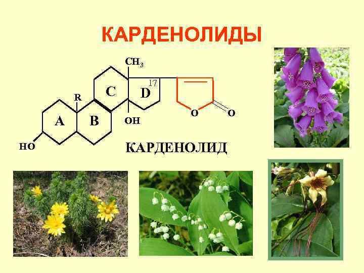 КАРДЕНОЛИДЫ CH 3 C R A HO 17 B D OH O КАРДЕНОЛИД O