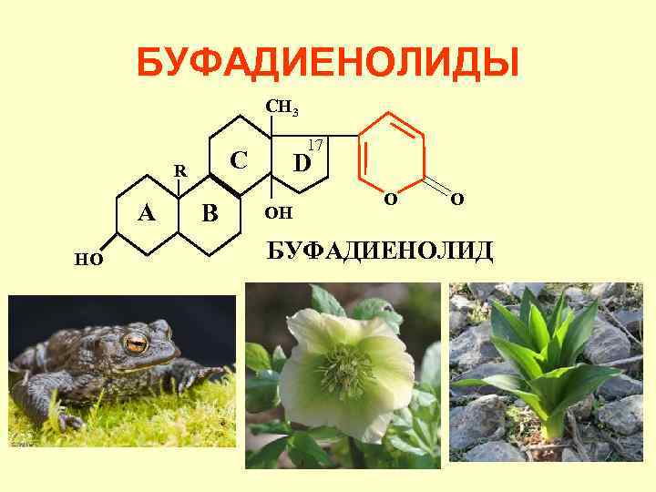 БУФАДИЕНОЛИДЫ CH 3 C R A HO 17 B D OH O O БУФАДИЕНОЛИД