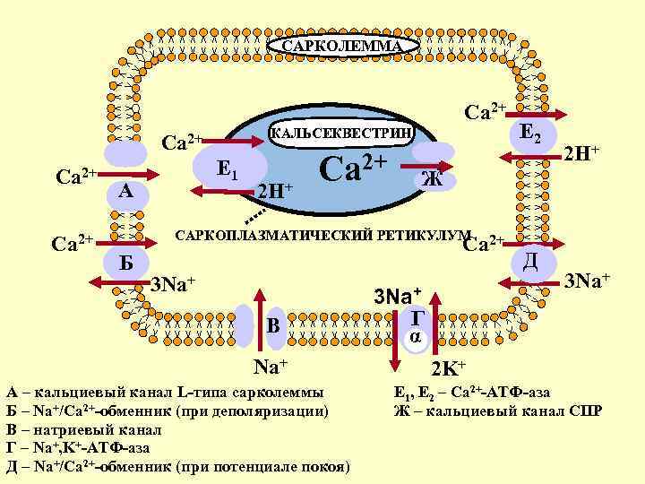 САРКОЛЕММА Ca 2+ КАЛЬСЕКВЕСТРИН Ca 2+ Е 1 А 2 H+ Ca 2+ Е