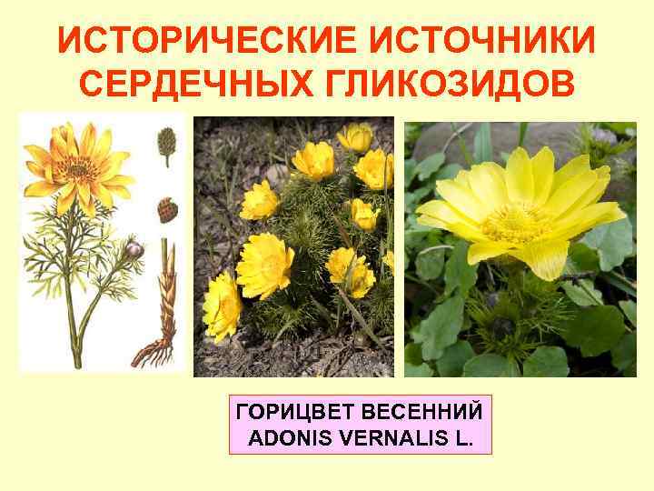 ИСТОРИЧЕСКИЕ ИСТОЧНИКИ СЕРДЕЧНЫХ ГЛИКОЗИДОВ ГОРИЦВЕТ ВЕСЕННИЙ ADONIS VERNALIS L. 