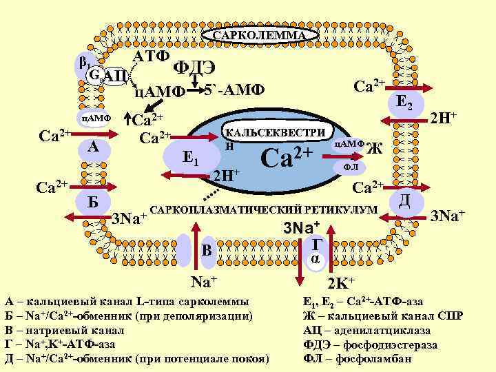 САРКОЛЕММА β 1 Gs. АЦ ц. АМФ Ca 2+ А Б АТФ ФДЭ Ca