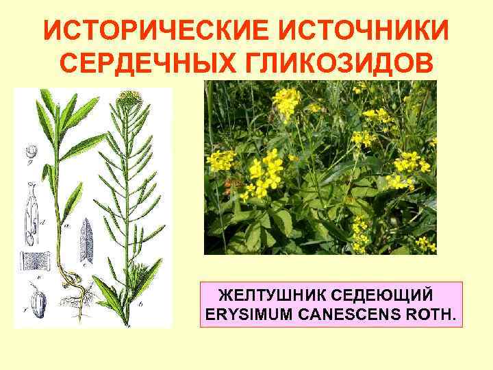 ИСТОРИЧЕСКИЕ ИСТОЧНИКИ СЕРДЕЧНЫХ ГЛИКОЗИДОВ ЖЕЛТУШНИК СЕДЕЮЩИЙ ERYSIMUM CANESCENS ROTH. 