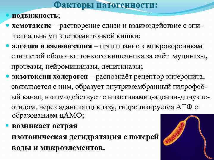 Факторы патогенности: подвижность; хемотаксис – растворение слизи и взаимодействие с эпителиальными клетками тонкой кишки;