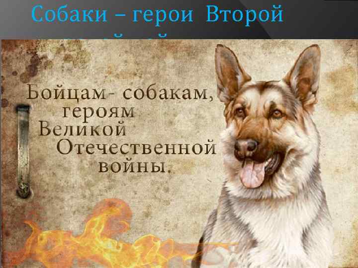 Собаки – герои Второй мировой войны. 