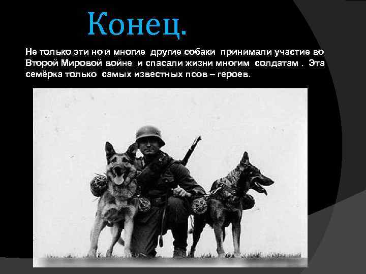 Конец. Не только эти но и многие другие собаки принимали участие во Второй Мировой