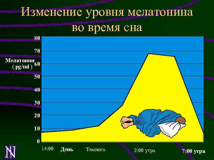 Изменение уровня мелатонина во время сна 80 70 Мелатонин ( pg/ml ) 60 50