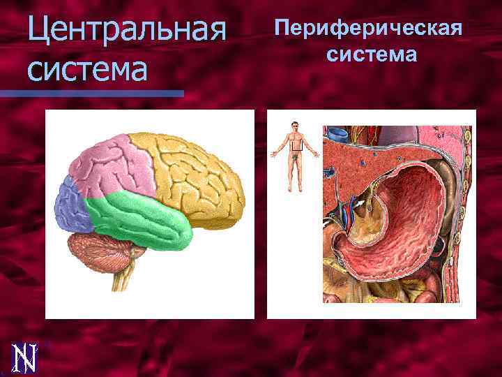 Центральная система Периферическая система 