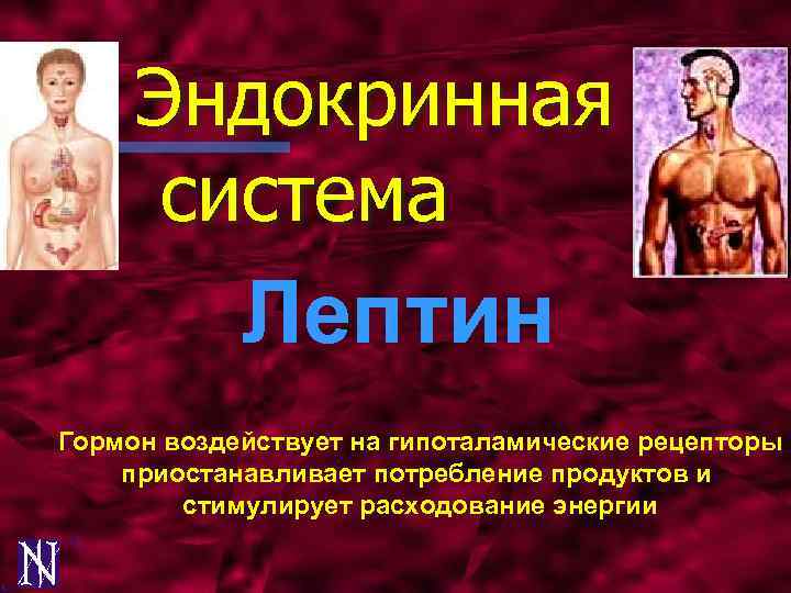 Эндокринная система Лептин Гормон воздействует на гипоталамические рецепторы приостанавливает потребление продуктов и стимулирует расходование