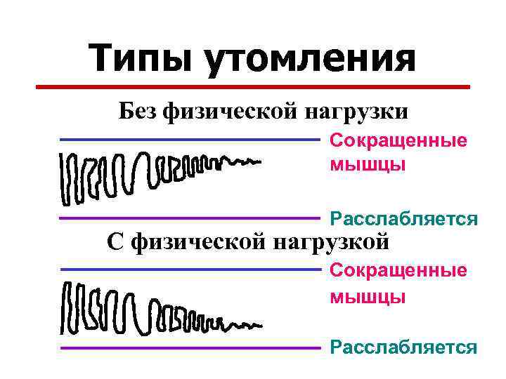 Типы утомления Без физической нагрузки Сокращенные мышцы Расслабляется С физической нагрузкой Сокращенные мышцы Расслабляется