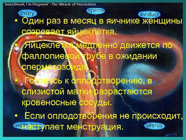 “Sweetheart, I’m Pregnant”- The Miracle of Procreation • Один раз в месяц в яичнике