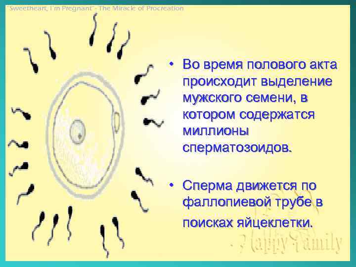 “Sweetheart, I’m Pregnant”- The Miracle of Procreation • Во время полового акта происходит выделение