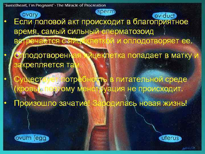 “Sweetheart, I’m Pregnant”- The Miracle of Procreation • Если половой акт происходит в благоприятное