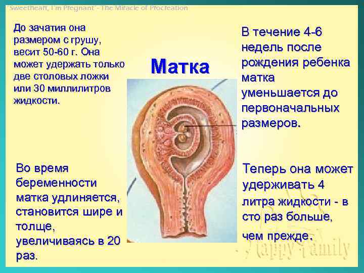 “Sweetheart, I’m Pregnant”- The Miracle of Procreation До зачатия она размером с грушу, весит