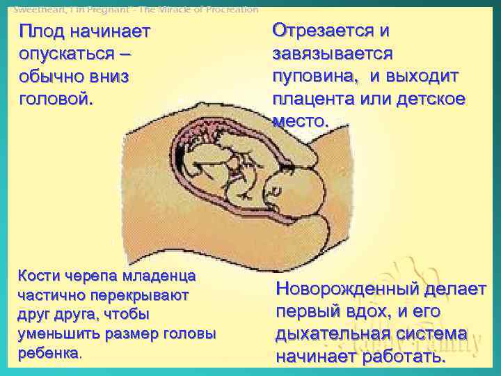 “Sweetheart, I’m Pregnant”- The Miracle of Procreation Плод начинает опускаться – обычно вниз головой.