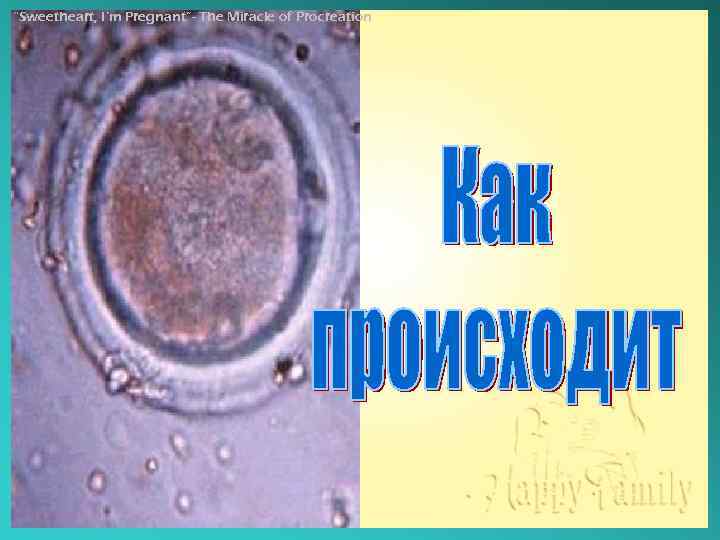 “Sweetheart, I’m Pregnant”- The Miracle of Procreation 