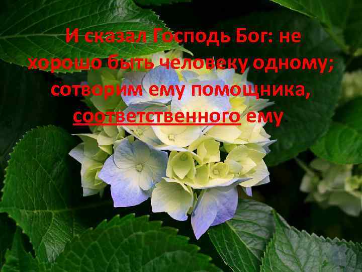 И сказал Господь Бог: не хорошо быть человеку одному; сотворим ему помощника, соответственного ему.