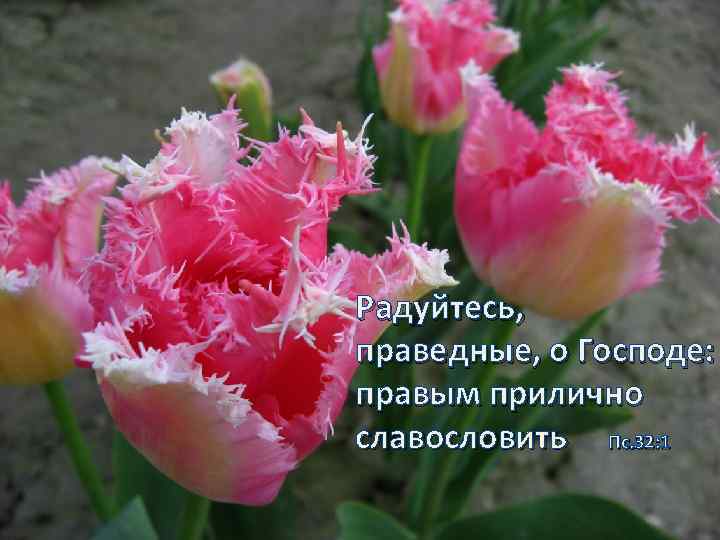 Радуйтесь, праведные, о Господе: правым прилично славословить Пс. 32: 1 