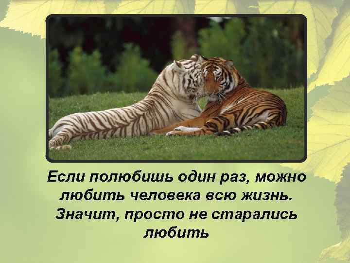 Если полюбишь один раз, можно любить человека всю жизнь. Значит, просто не старались любить