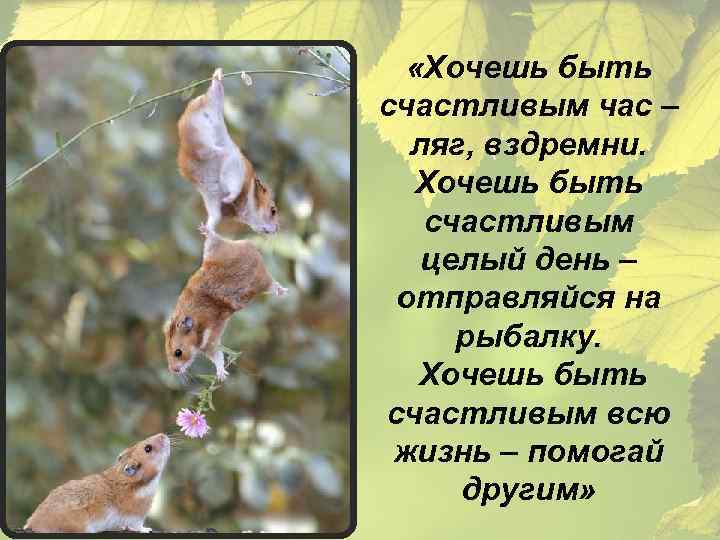  «Хочешь быть счастливым час – ляг, вздремни. Хочешь быть счастливым целый день –