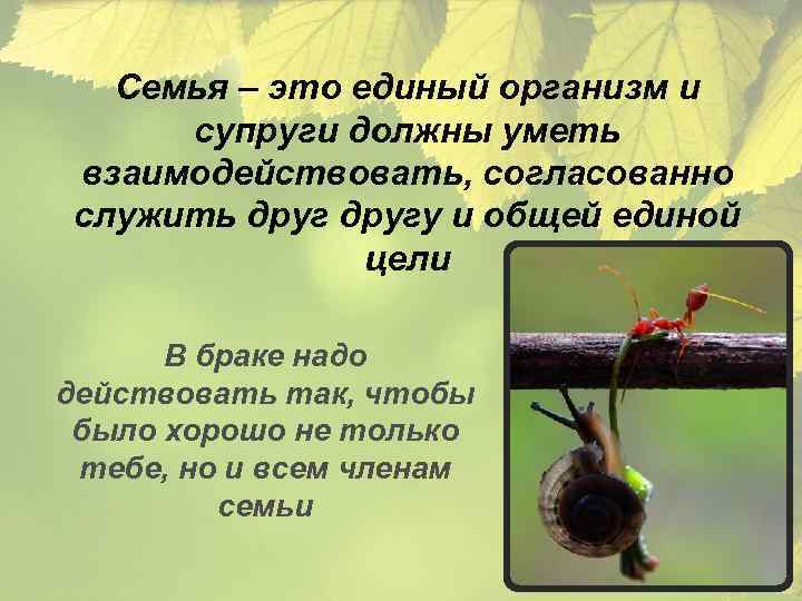 Семья – это единый организм и супруги должны уметь взаимодействовать, согласованно служить другу и