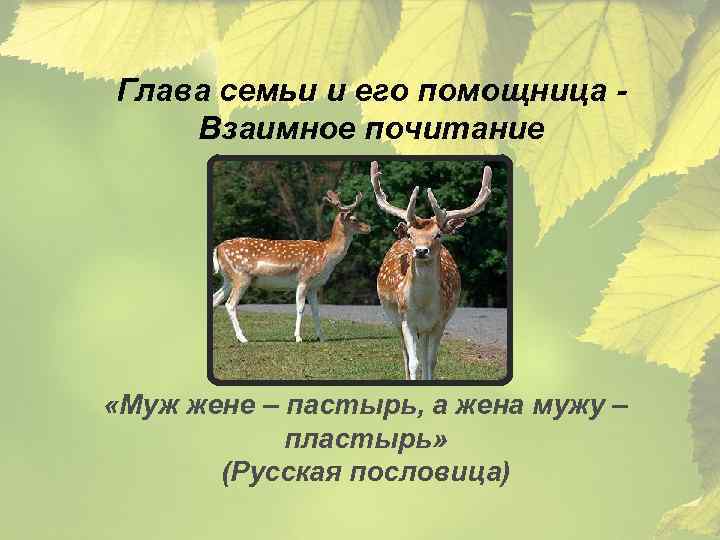 Глава семьи и его помощница - Взаимное почитание «Муж жене – пастырь, а жена