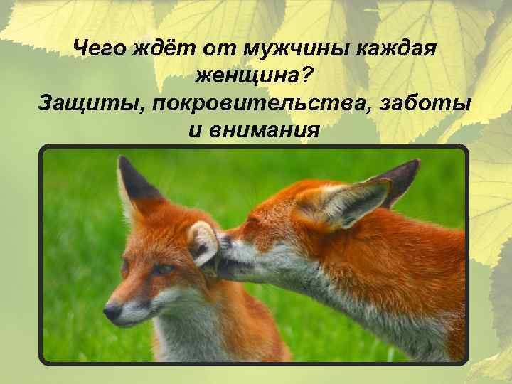 Чего ждёт от мужчины каждая женщина? Защиты, покровительства, заботы и внимания 