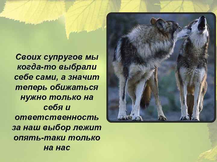 Своих супругов мы когда-то выбрали себе сами, а значит теперь обижаться нужно только на