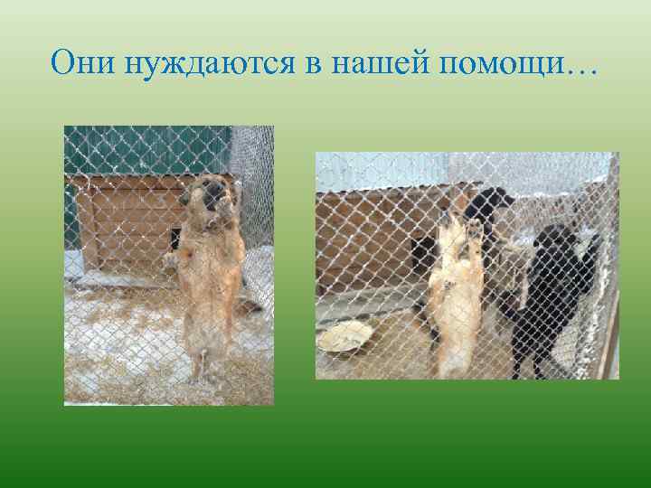 Они нуждаются в нашей помощи… 