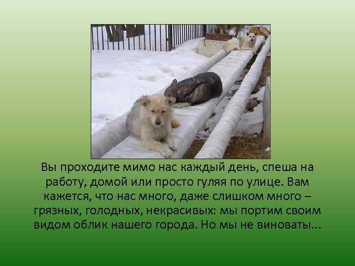 Вы проходите мимо нас каждый день, спеша на работу, домой или просто гуляя по