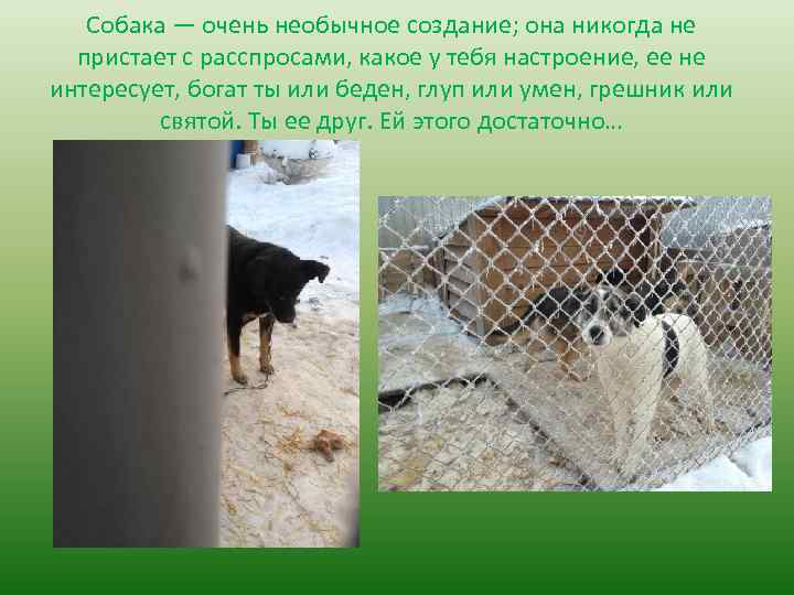 Собака — очень необычное создание; она никогда не пристает с расспросами, какое у тебя