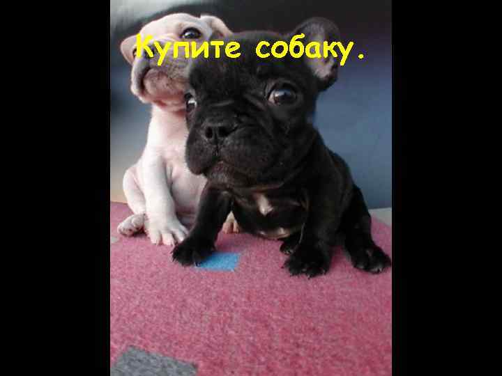 Купите собаку. 