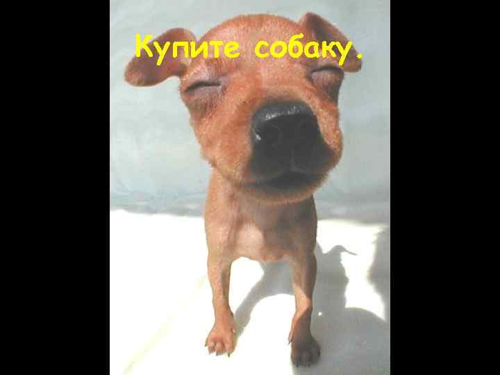 Купите собаку. 
