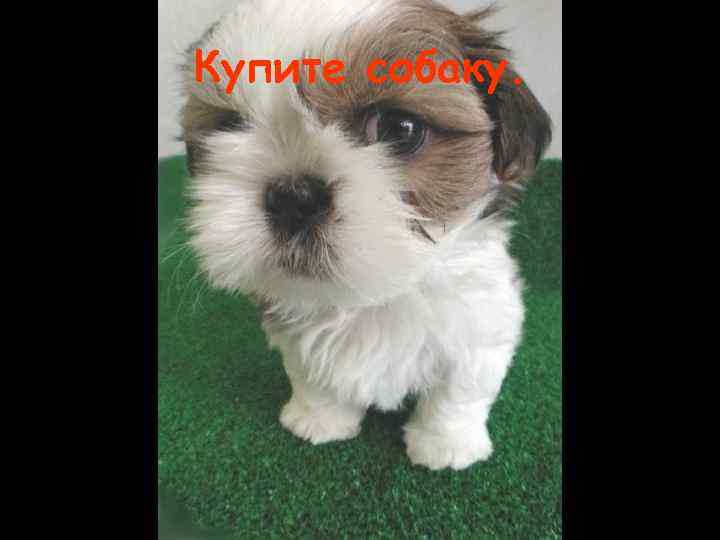 Купите собаку. 