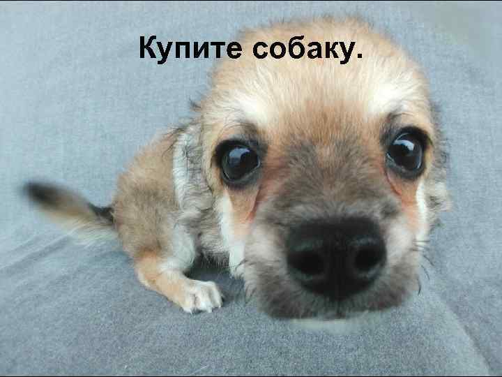 Купите собаку. 