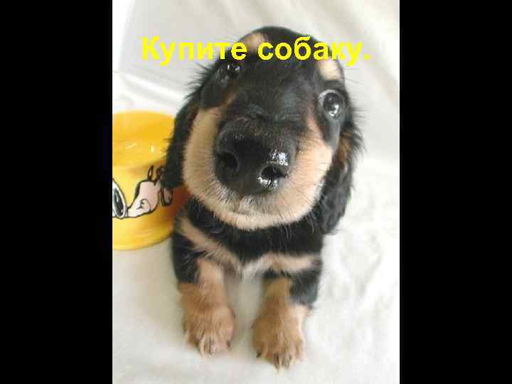 Купите собаку. 