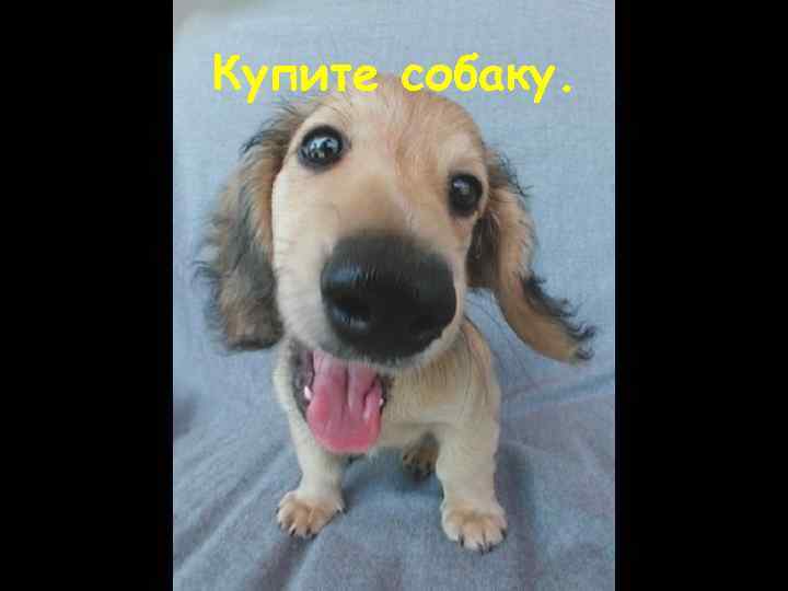 Купите собаку. 