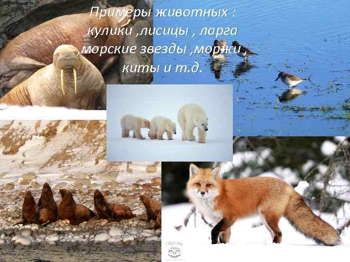 Примеры животных : кулики , лисицы , ларга , морские звезды , моржи ,