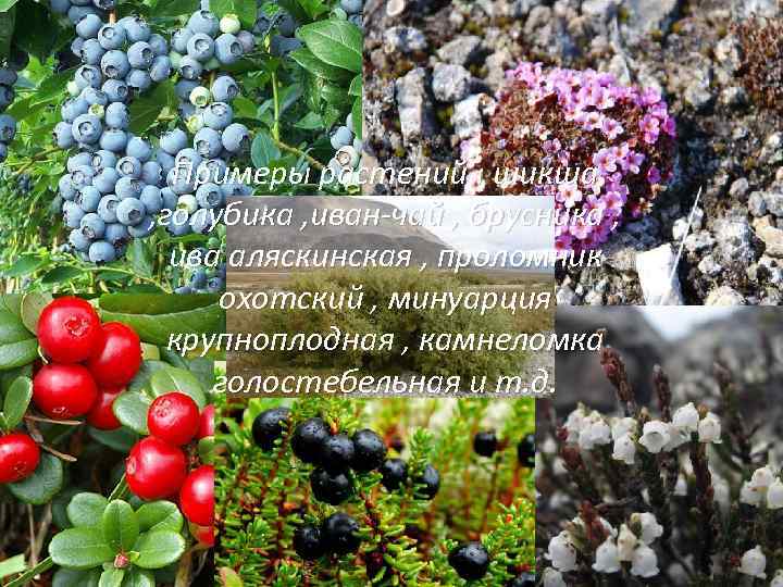 Примеры растений : шикша , голубика , иван-чай , брусника , ива аляскинская ,