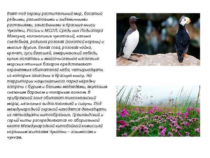 Взят под охрану растительный мир, богатый редкими, реликтовыми и эндемичными растениями, занесёнными в Красные