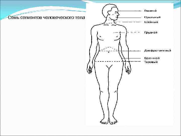 Семь сегментов человеческого тела 