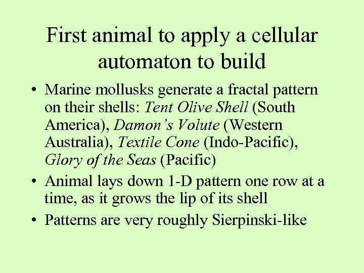 First animal to apply a cellular automaton to build • Marine mollusks generate a