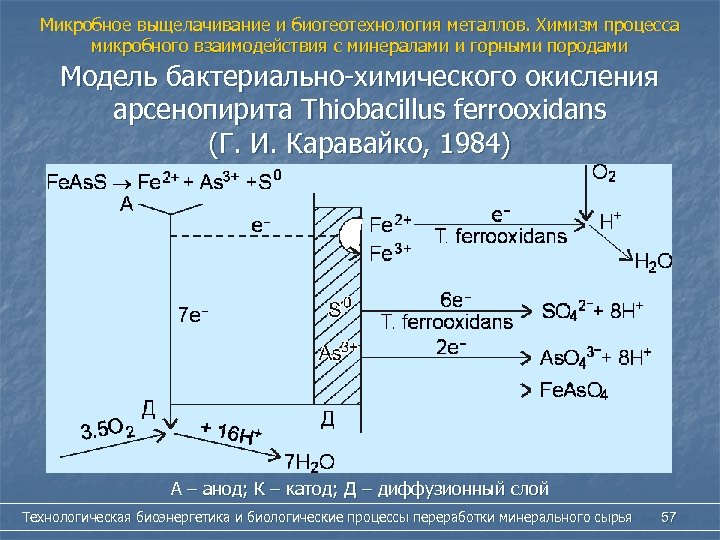 Химизм процесса. Бактериально-химическое выщелачивание металлов. Бактериальное выщелачивание руды. Бактериальное выщелачивание металлов из руд. Бактерии-химическое выщелачивание металлов.